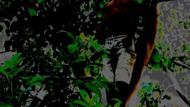 टीला मोड़ क्षेत्र में एसीपी कार्यालय के सामने पेड़ से लटका युवक का शव