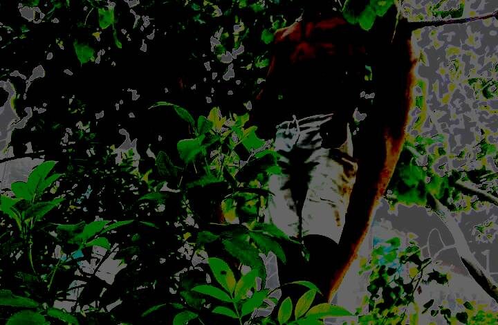 टीला मोड़ क्षेत्र में एसीपी कार्यालय के सामने पेड़ से लटका युवक का शव